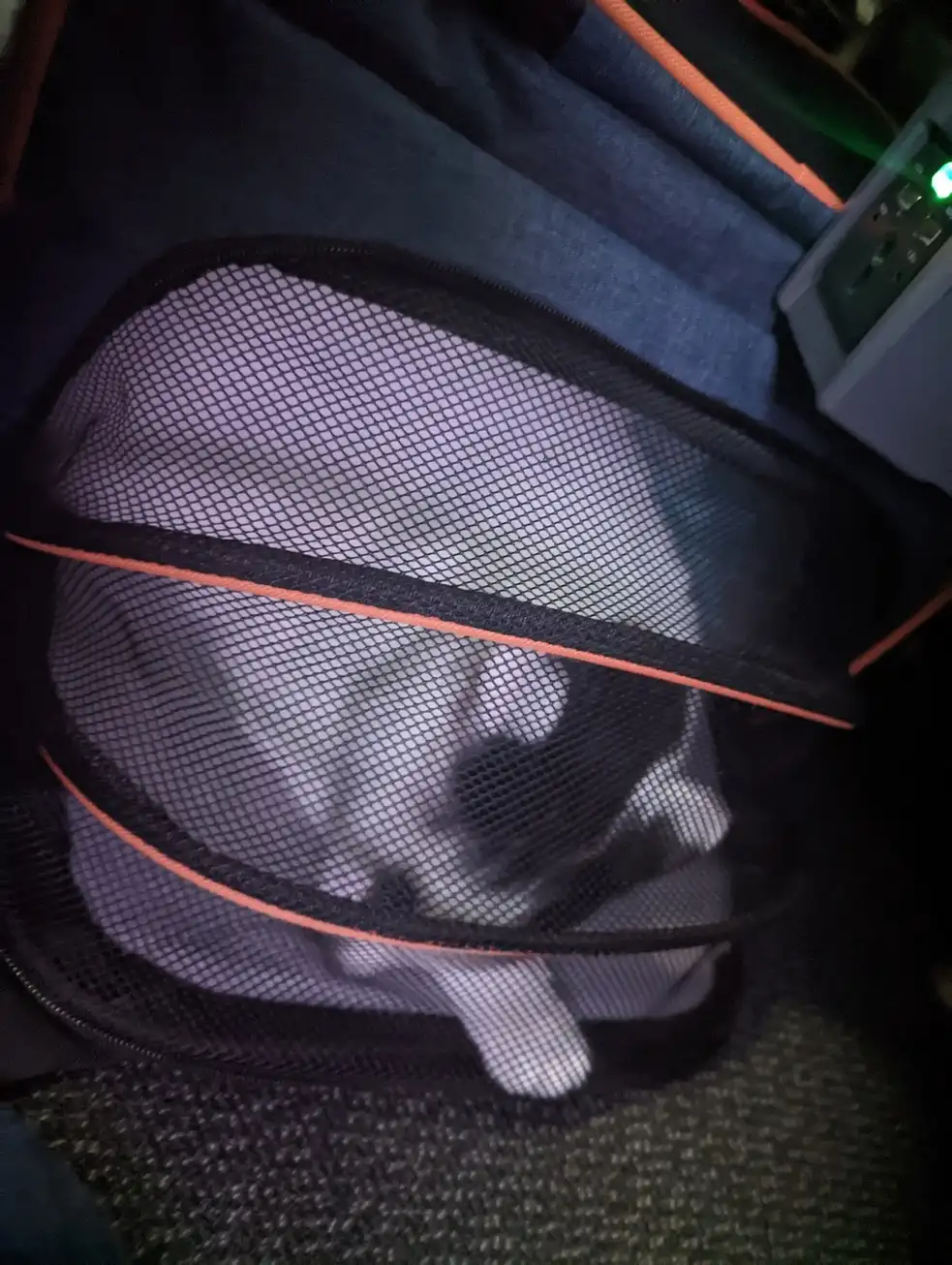 Our cat, on an airplane.